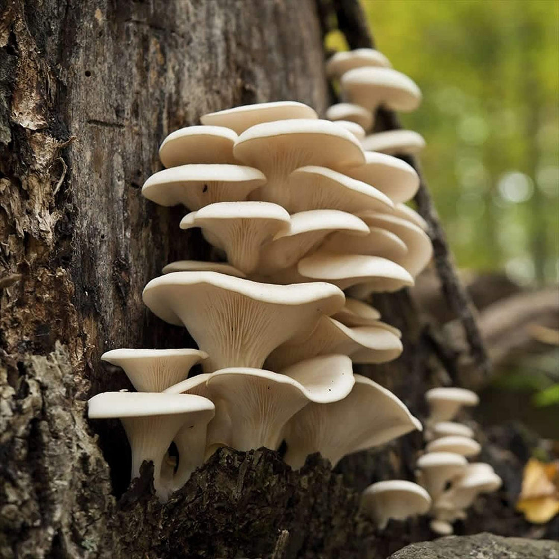 Mushroom Foraging During Springtime