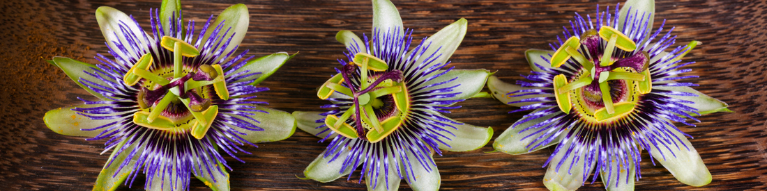 The Many Benefits of The Calming Passionflower*