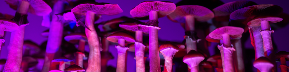 Psilocybin Mushrooms Then and Now
