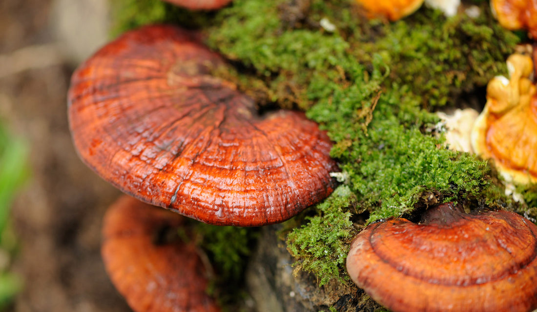 How to Consume Reishi Mushrooms: Drinks, Tinctures, and Recipes