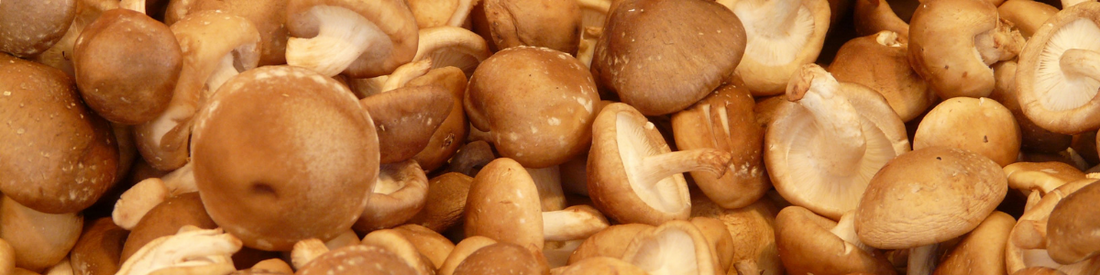 Shiitake-Mushroom-Supplement-Benefits