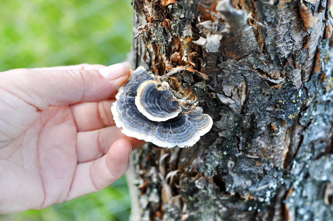 Turkey Tail Mushroom Benefits - Mushroom Revival