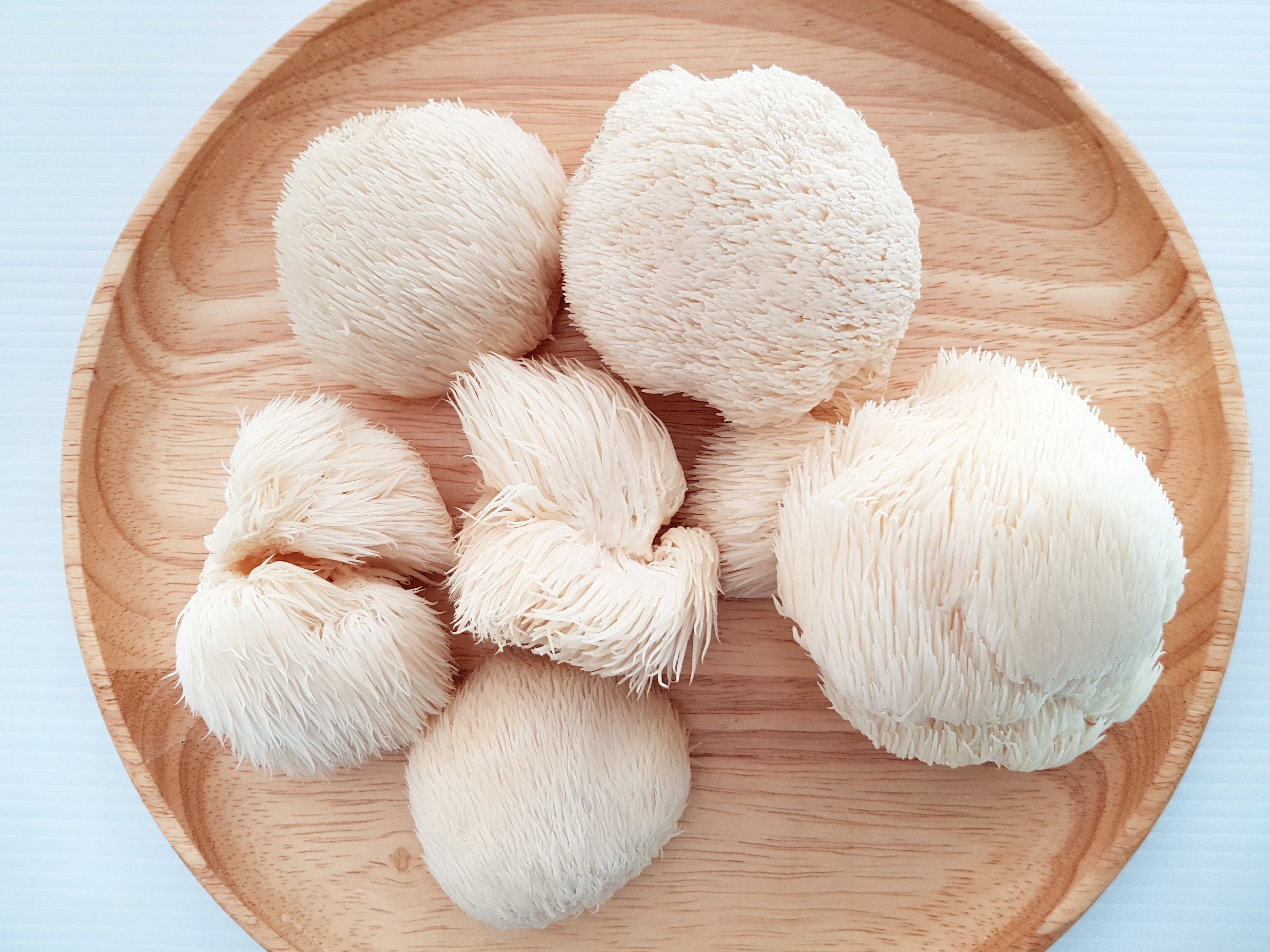 High Protein Mushrooms - Mushroom Revival -  Lion's mane mushroom