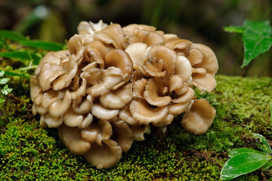 Maitake Mushroom Benefits - Mushroom Revival