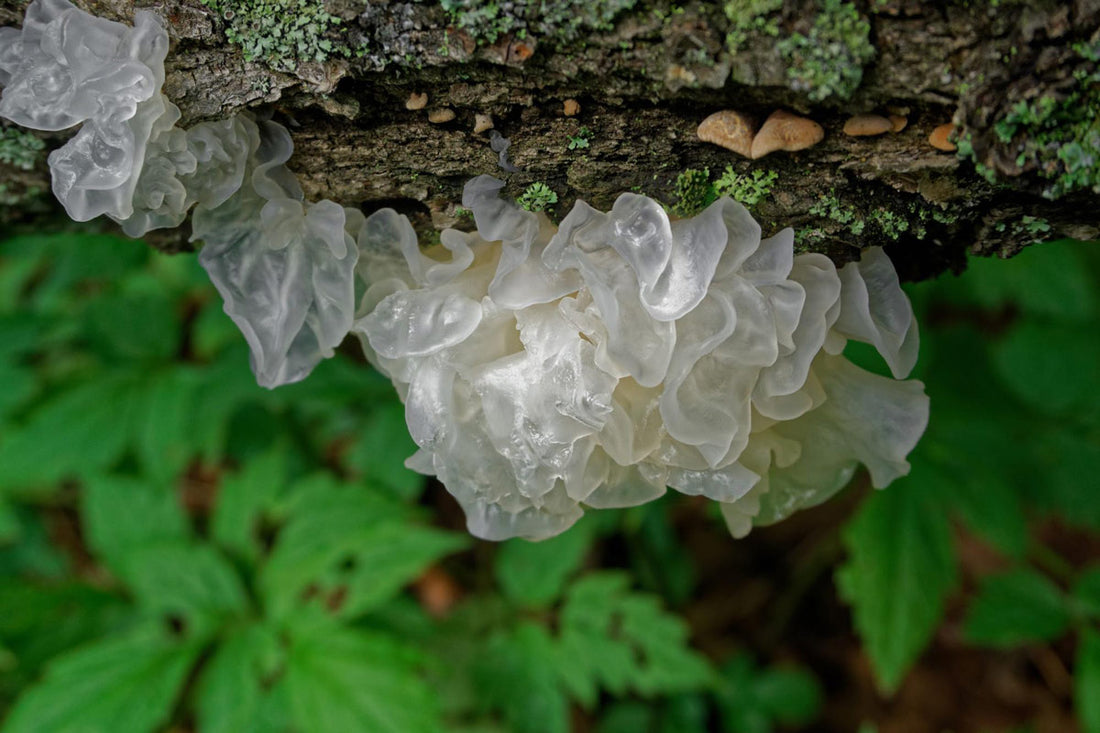 The Relationship Between Tremella Mushrooms and Healthy Skin