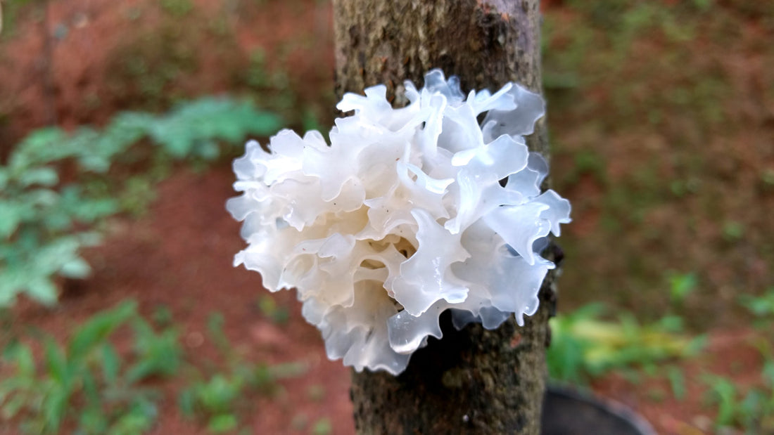 A Beginner's Guide to Tremella Mushroom, the Snow Mushroom