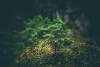 Tree plants