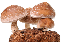 Mushroom Featured Image